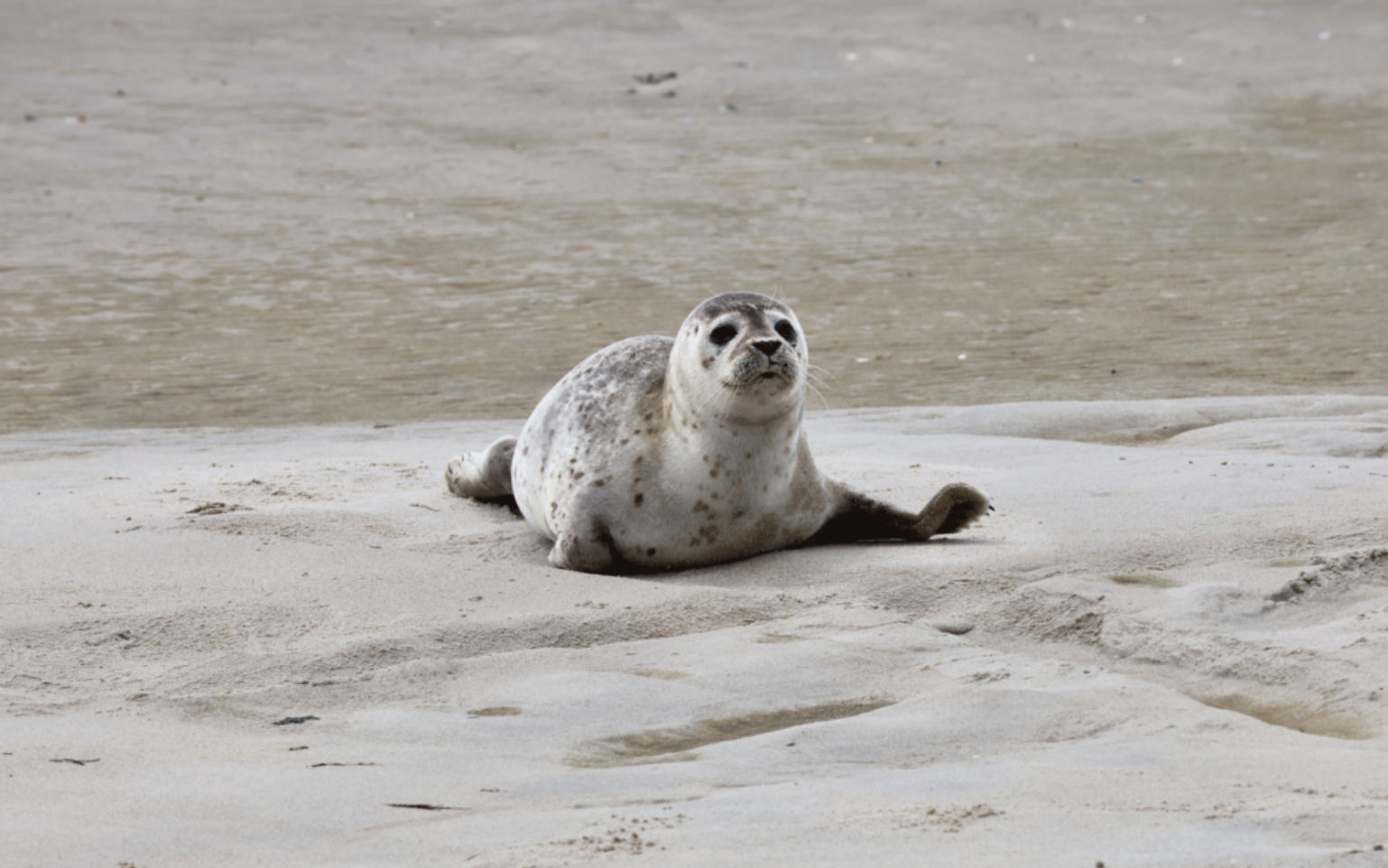 Schiermonnikoog